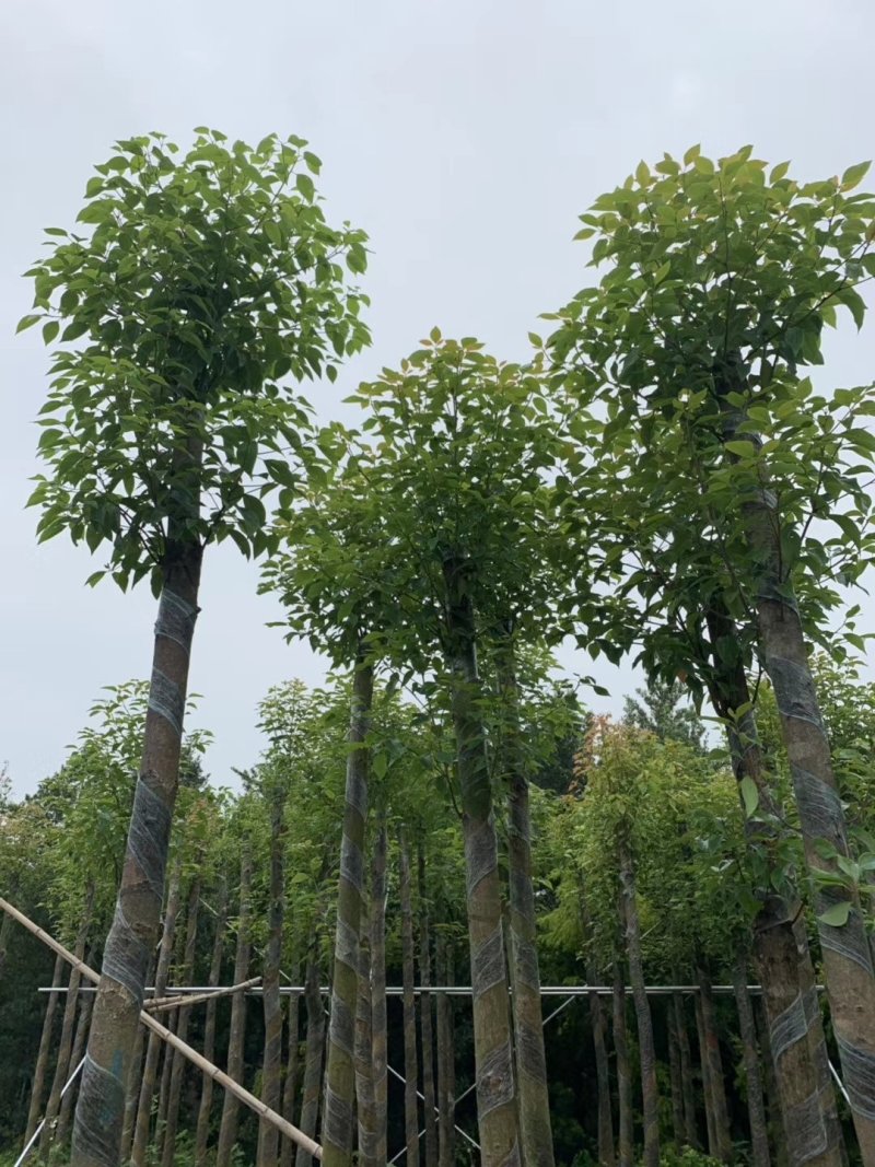 香樟树（广东普宁香樟树供应商）（广东普宁香樟树批发商）