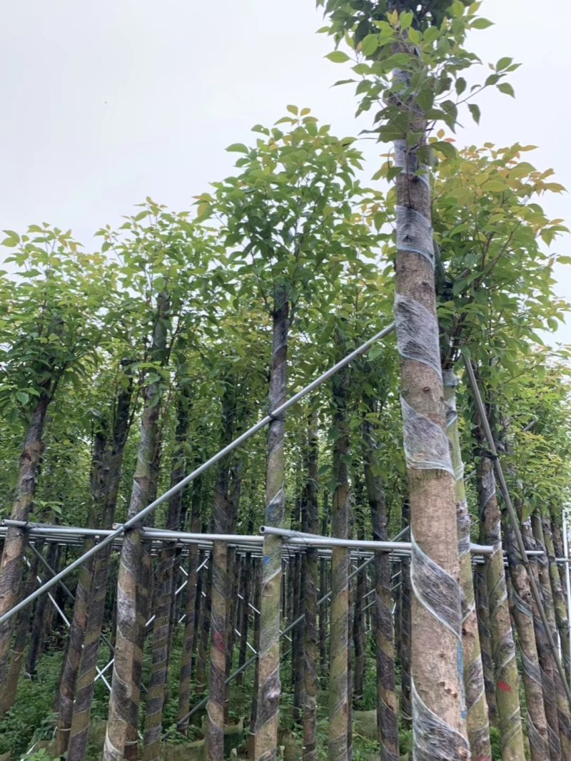 香樟树（广东普宁香樟树供应商）（广东普宁香樟树批发商）