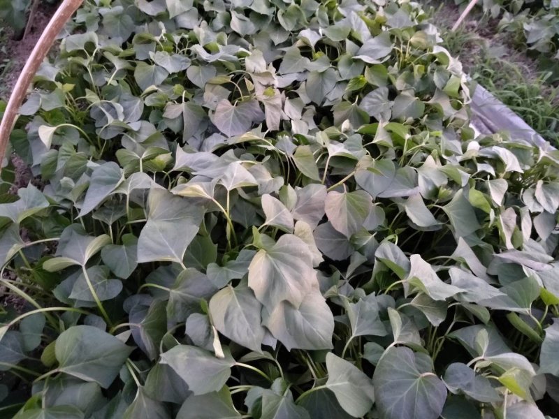 浙薯13脱毒苗。