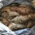 威海刘公岛野生海参。4/6头