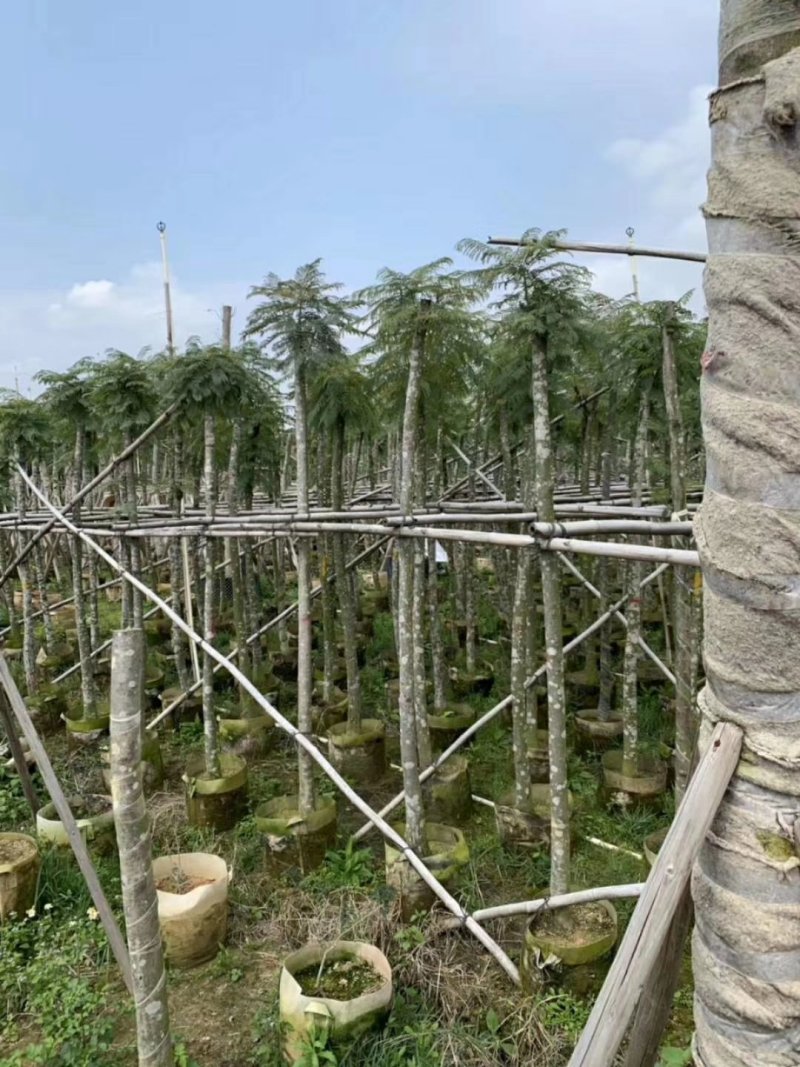 蓝花楹（广东普宁蓝花楹供应商）（广东普宁蓝花楹批发商）