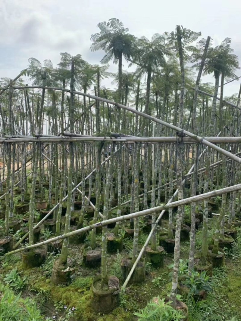 蓝花楹（广东普宁蓝花楹供应商）（广东普宁蓝花楹批发商）