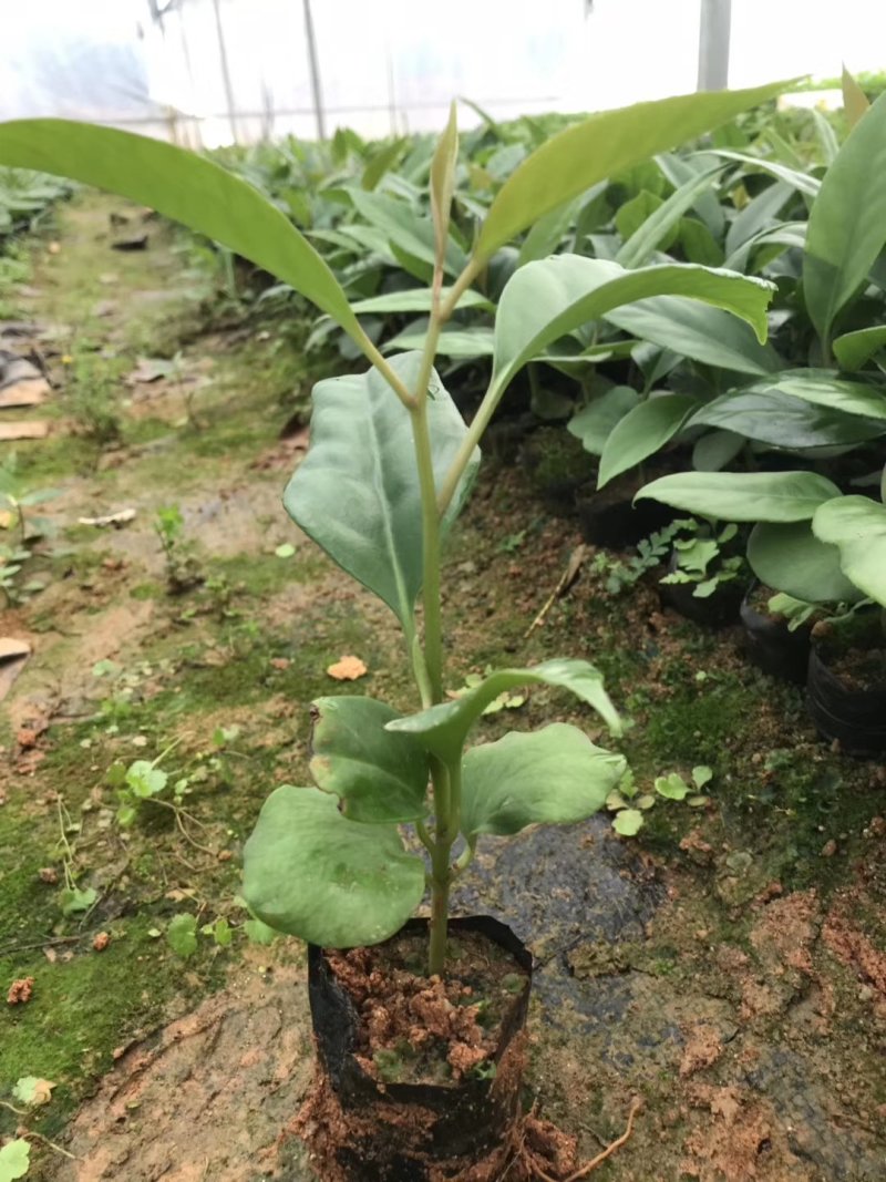 布福娜苗黑老虎苗粉红黑老虎树苗带营养杯发货