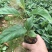 布福娜苗黑老虎苗粉红黑老虎树苗带营养杯发货