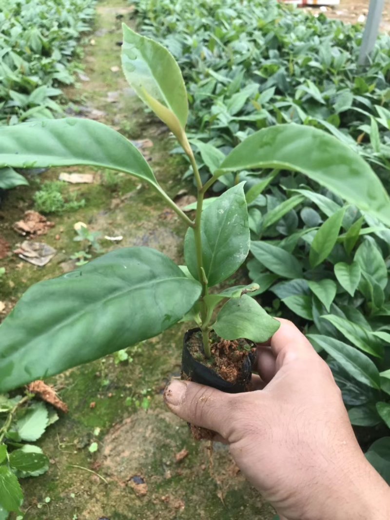 布福娜苗黑老虎苗粉红黑老虎树苗带营养杯发货