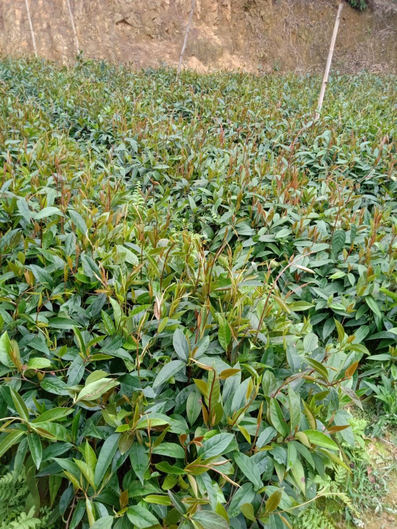 布福娜苗黑老虎苗粉红黑老虎树苗带营养杯发货