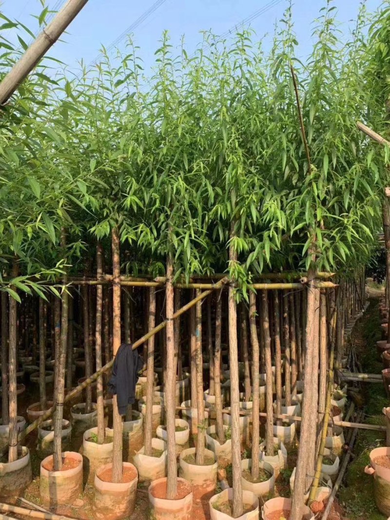 柳树（广东普宁柳树供应商）（广东普宁柳树批发商）