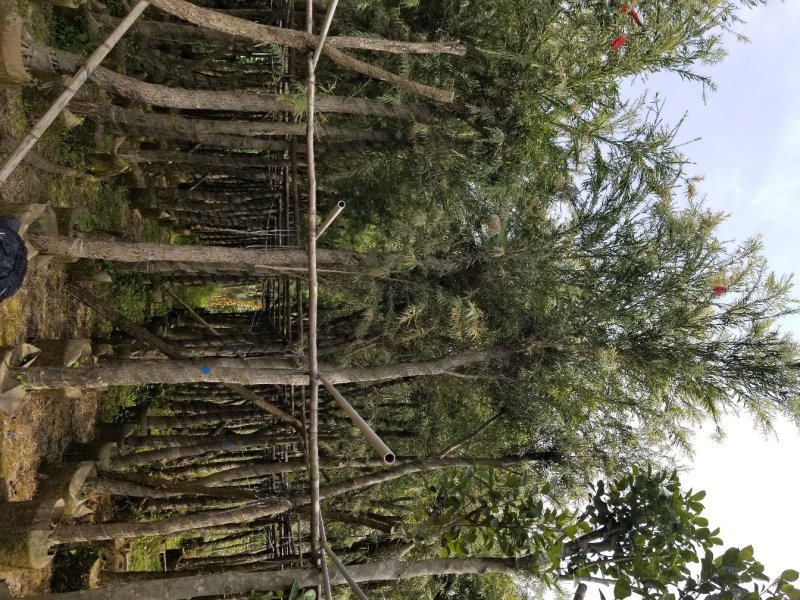 红千层（串钱柳）（广东普宁红千层供应商）