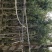 红千层(串钱柳)(广东普宁红千层供应商)