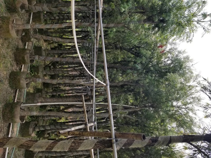 红千层（串钱柳）（广东普宁红千层供应商）