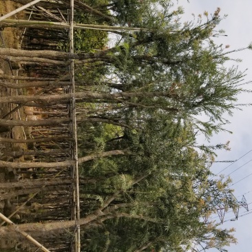 红千层(串钱柳)(广东普宁红千层供应商)