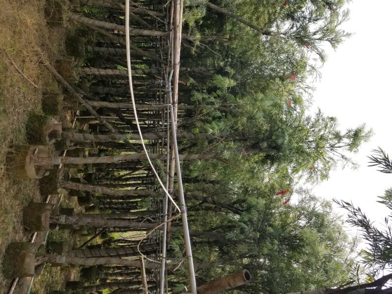 红千层（串钱柳）（广东普宁红千层供应商）