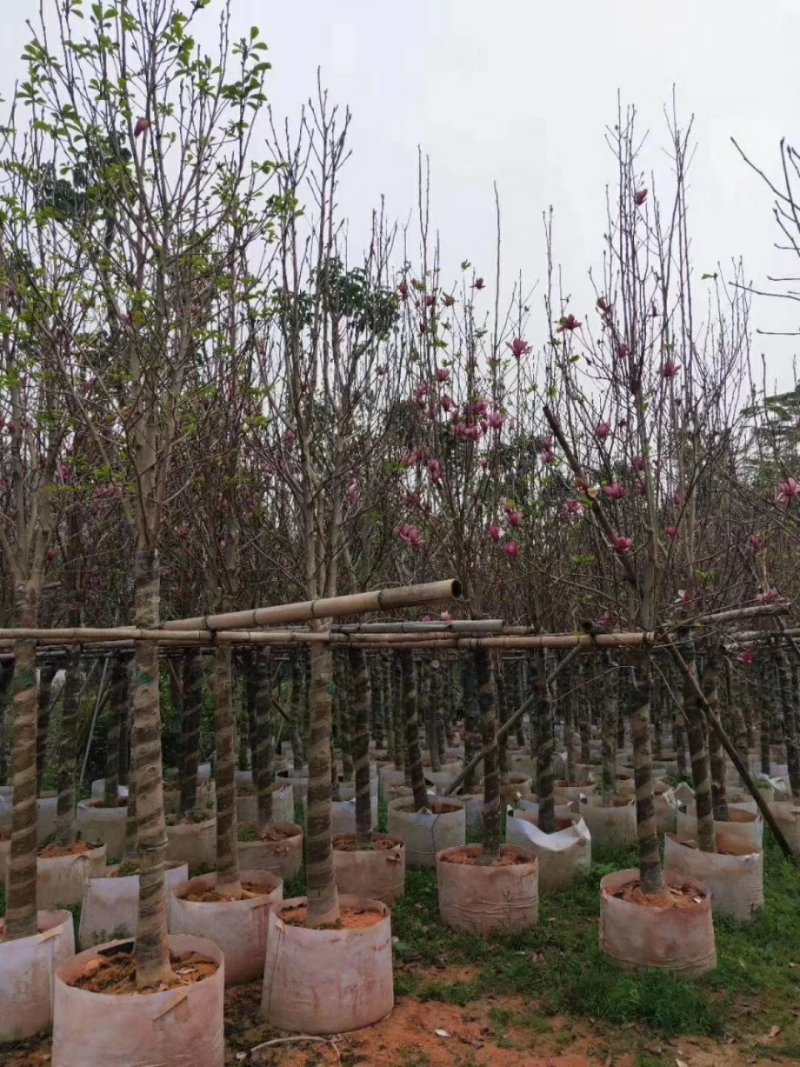 （广东普宁荷花玉兰（玉堂春）紫玉兰供应商）