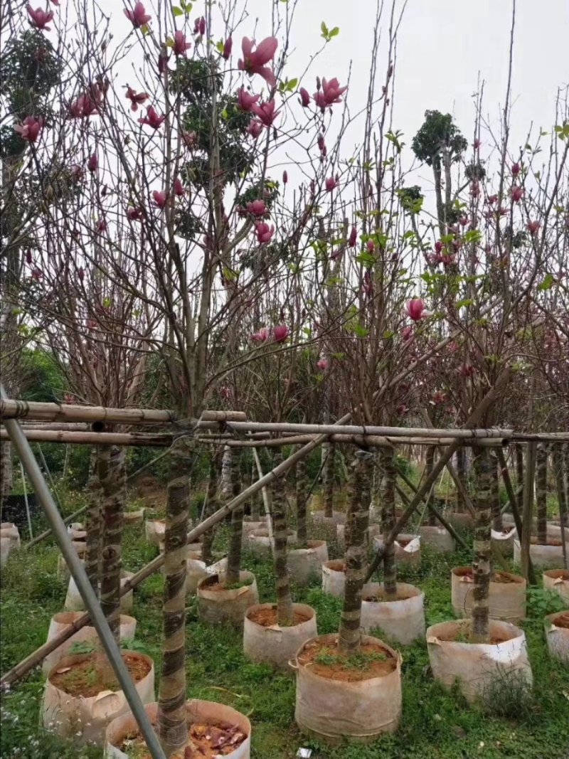 （广东普宁荷花玉兰（玉堂春）紫玉兰供应商）