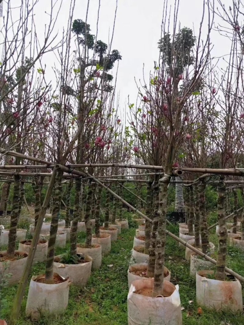 （广东普宁荷花玉兰（玉堂春）紫玉兰供应商）