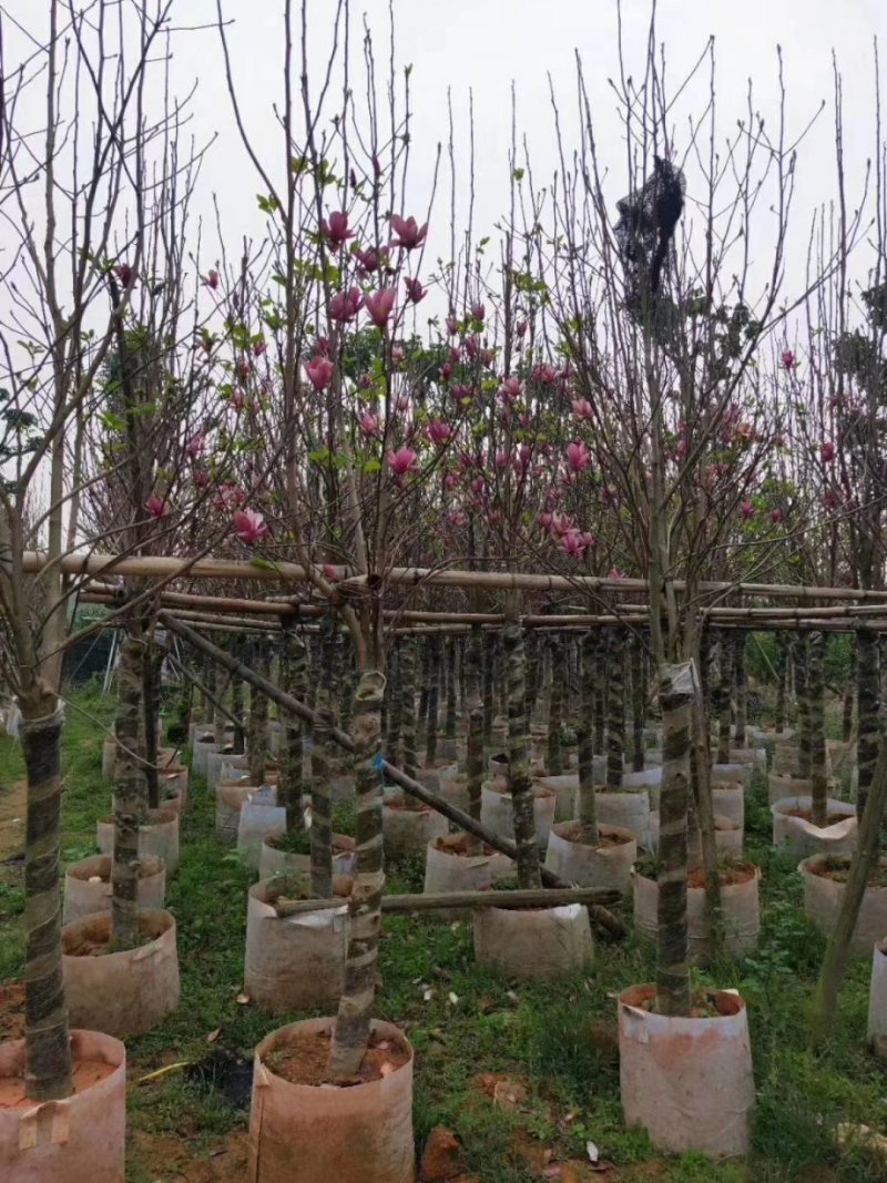 （广东普宁荷花玉兰（玉堂春）紫玉兰供应商）