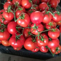 大红西红柿硬果大红5月底上市。。。。。。。。。。。。