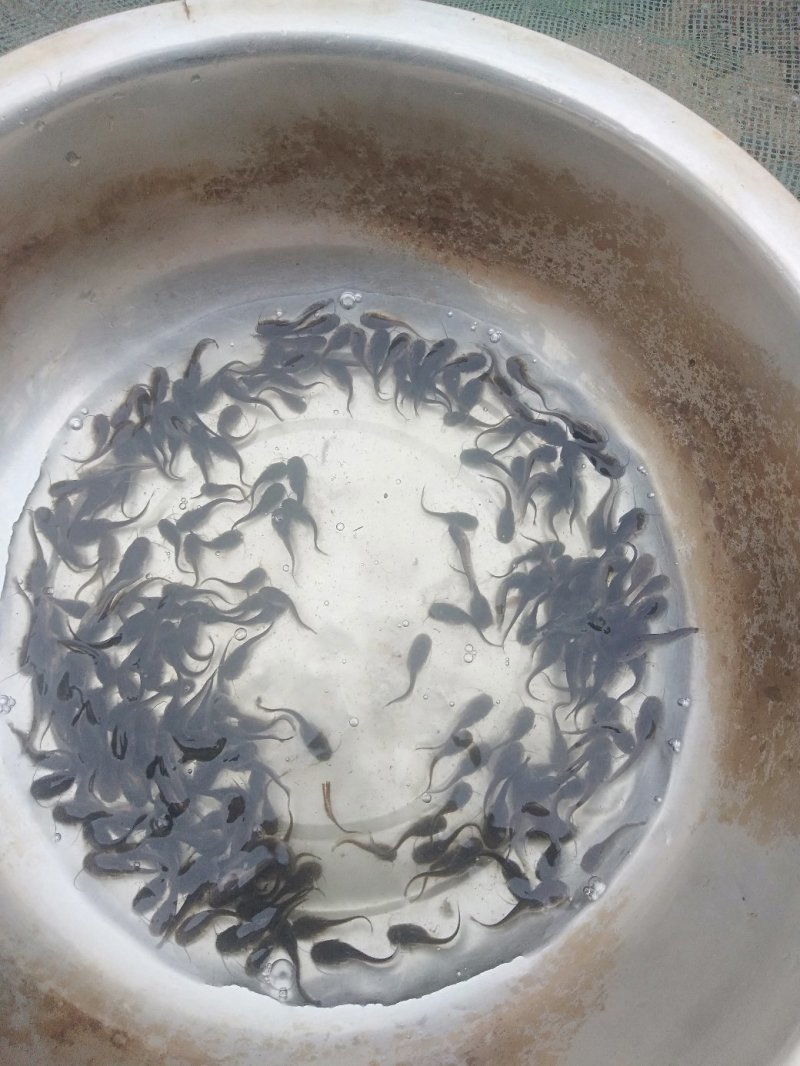 鲶鱼规格鱼苗开始售卖了