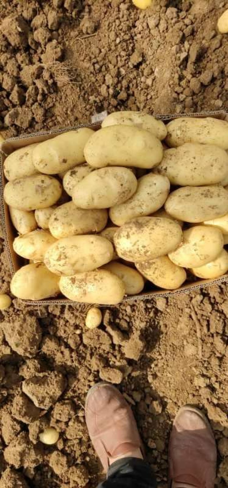 新土豆大棚五一前后量大