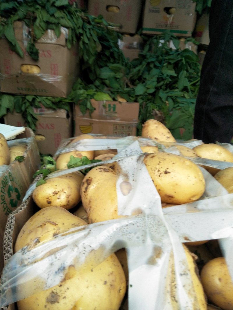 新土豆大棚五一前后量大