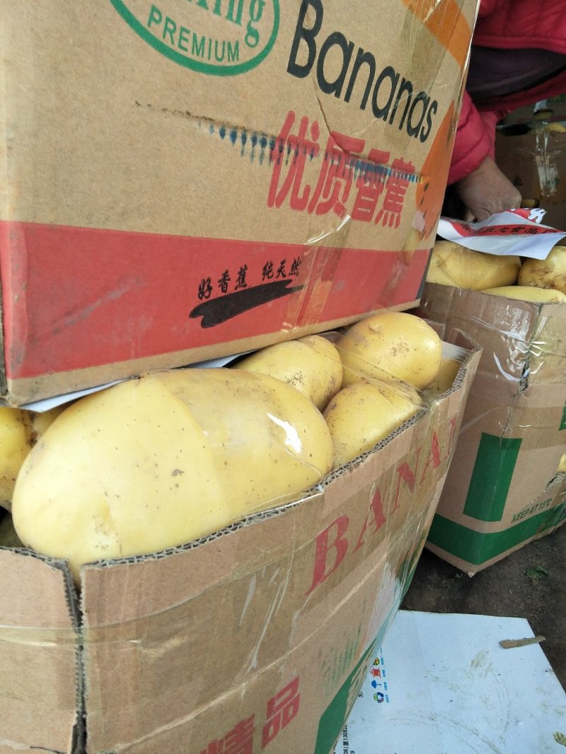 新土豆大棚五一前后量大