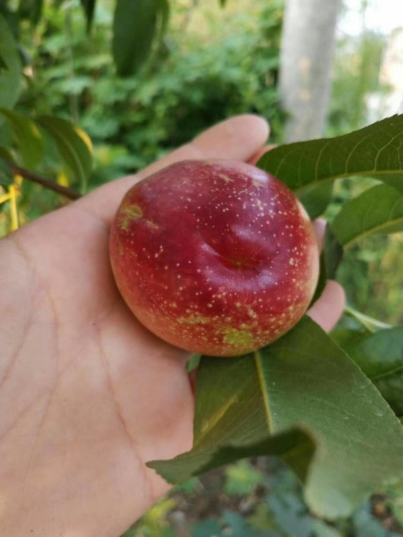 我处各品种油桃大量有货，品质保证，价格实惠