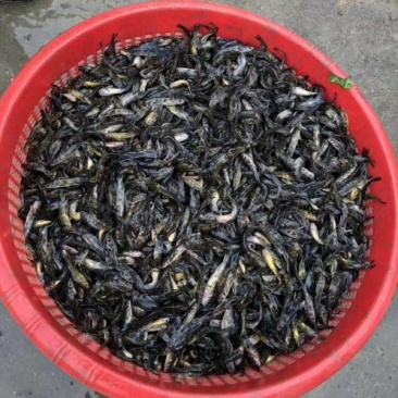 黄颡鱼苗，俗话黄骨鱼苗。