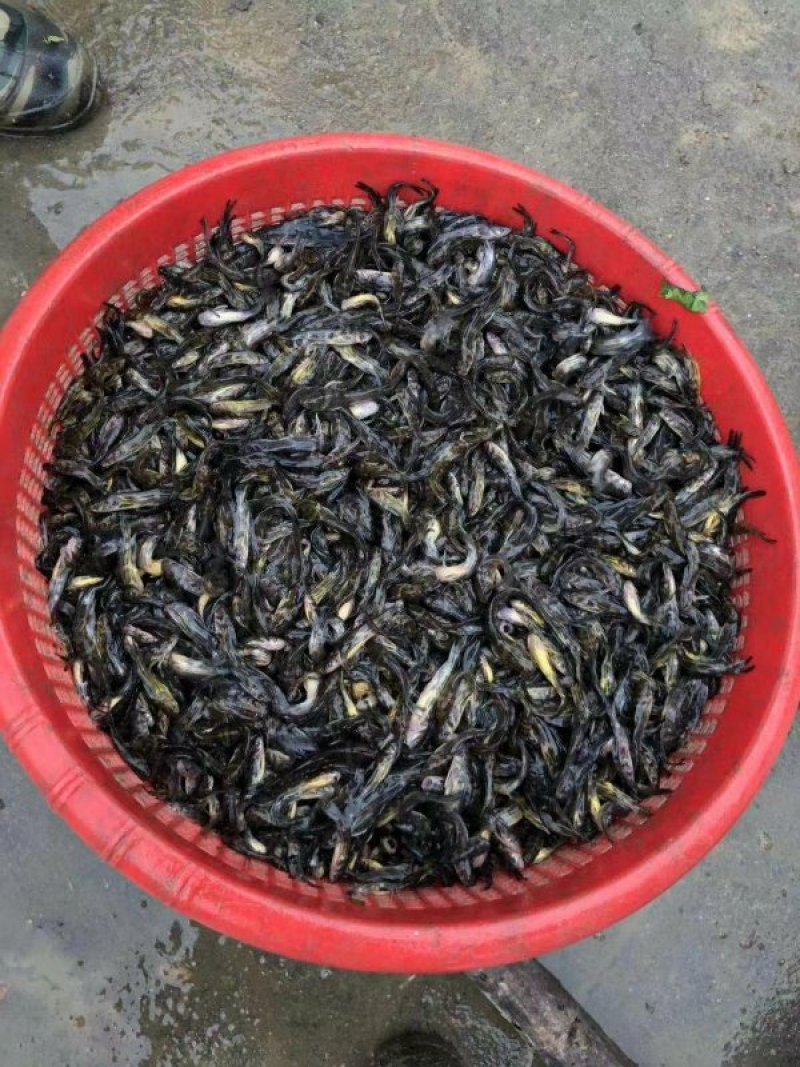 黄颡鱼苗，俗话黄骨鱼苗。