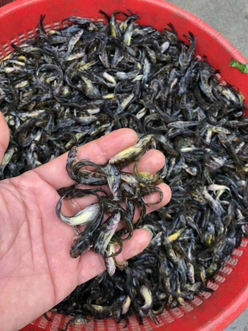 黄颡鱼苗，俗话黄骨鱼苗。