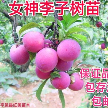 女神李子苗品种热卖包邮【热荐】