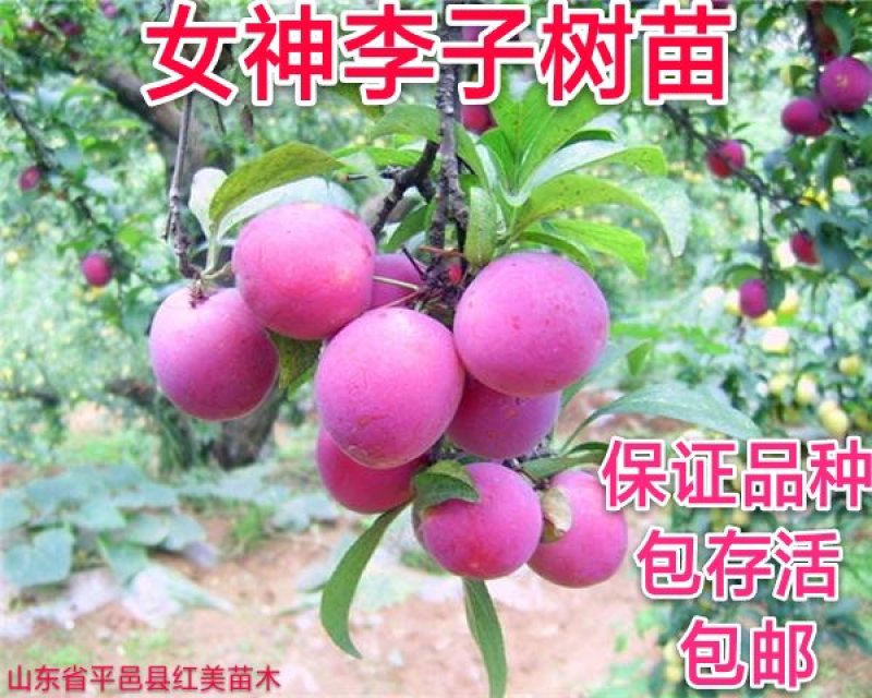 女神李子苗品种热卖包邮【热荐】