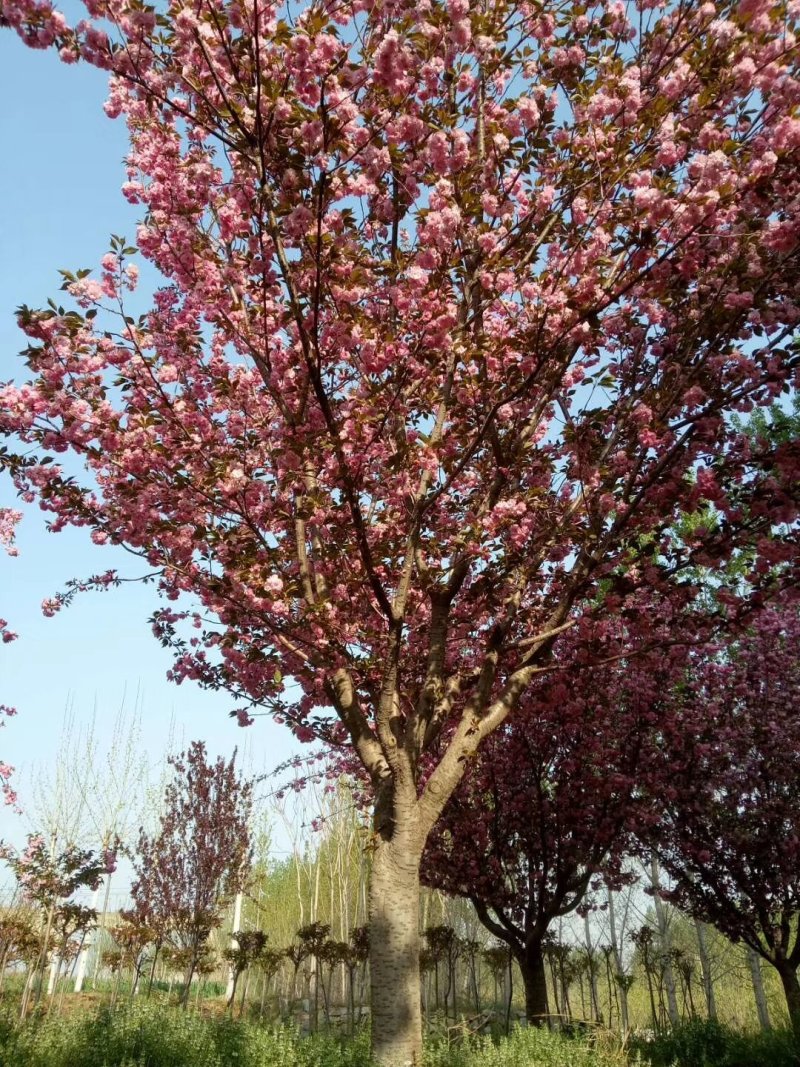 樱花