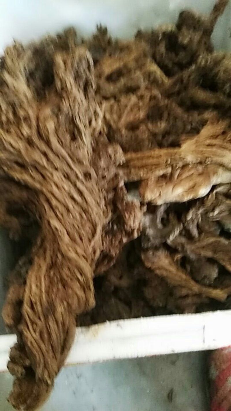 野生岩黄莲块茎，货好价格美丽！