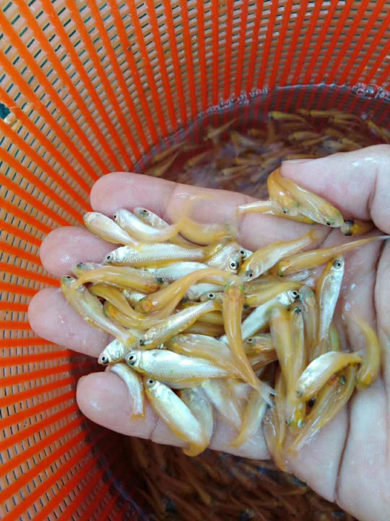 金草鱼苗金鲩鱼苗金丝鲩鱼黄金草鱼苗俄罗斯金丝草鱼