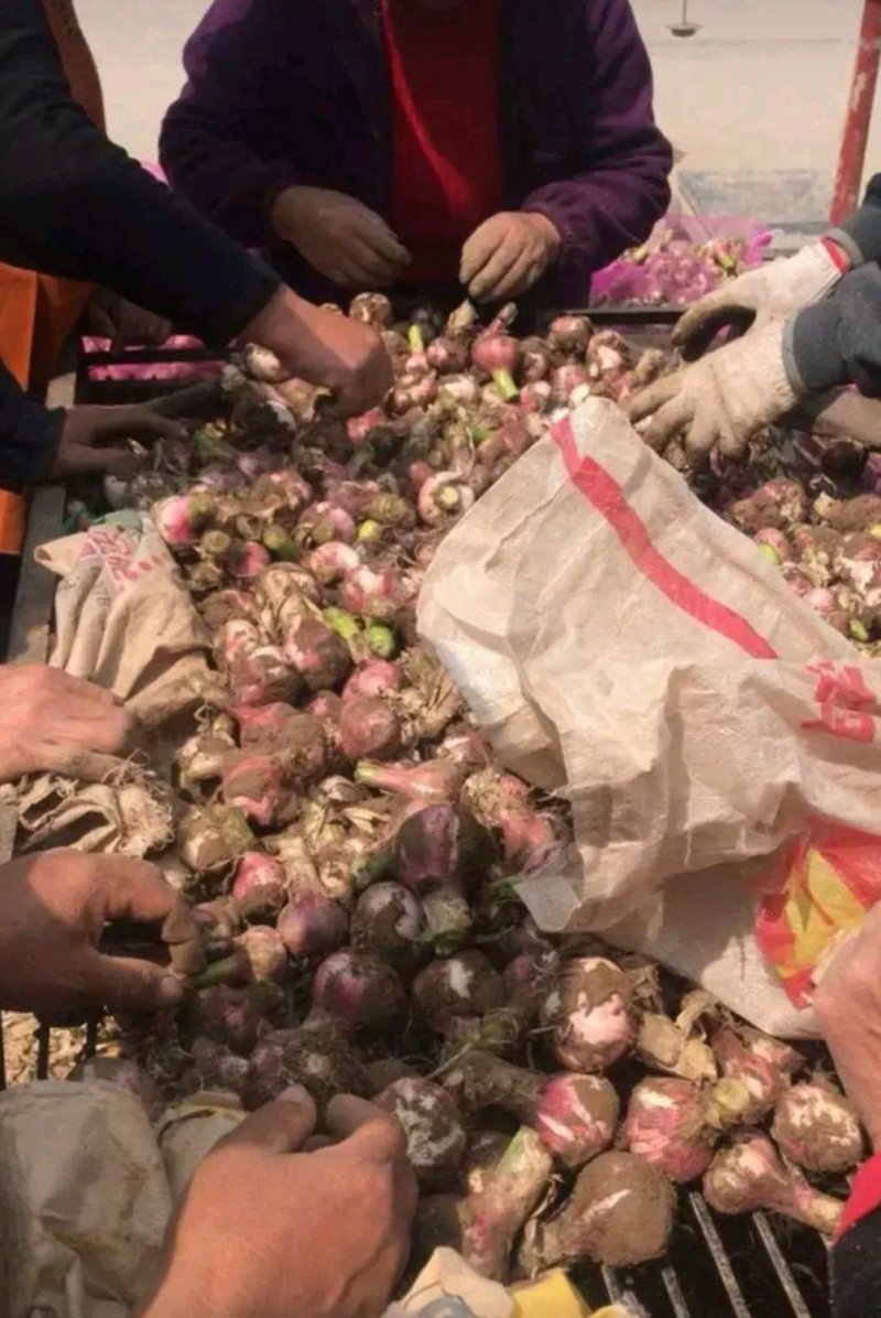 【优质】紫皮大蒜头鲜蒜4.5~5cm品质优货源充沛提供包装