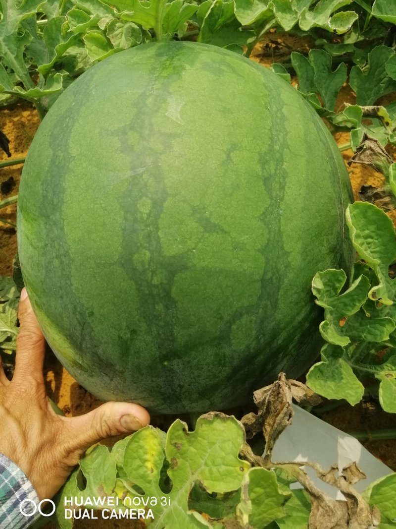 花无籽西瓜