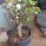 冬红果盆景果树盆栽地栽树桩树苗带果