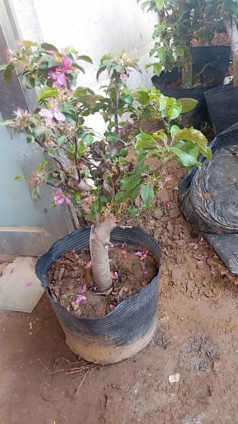 冬红果盆景果树盆栽地栽树桩树苗带果