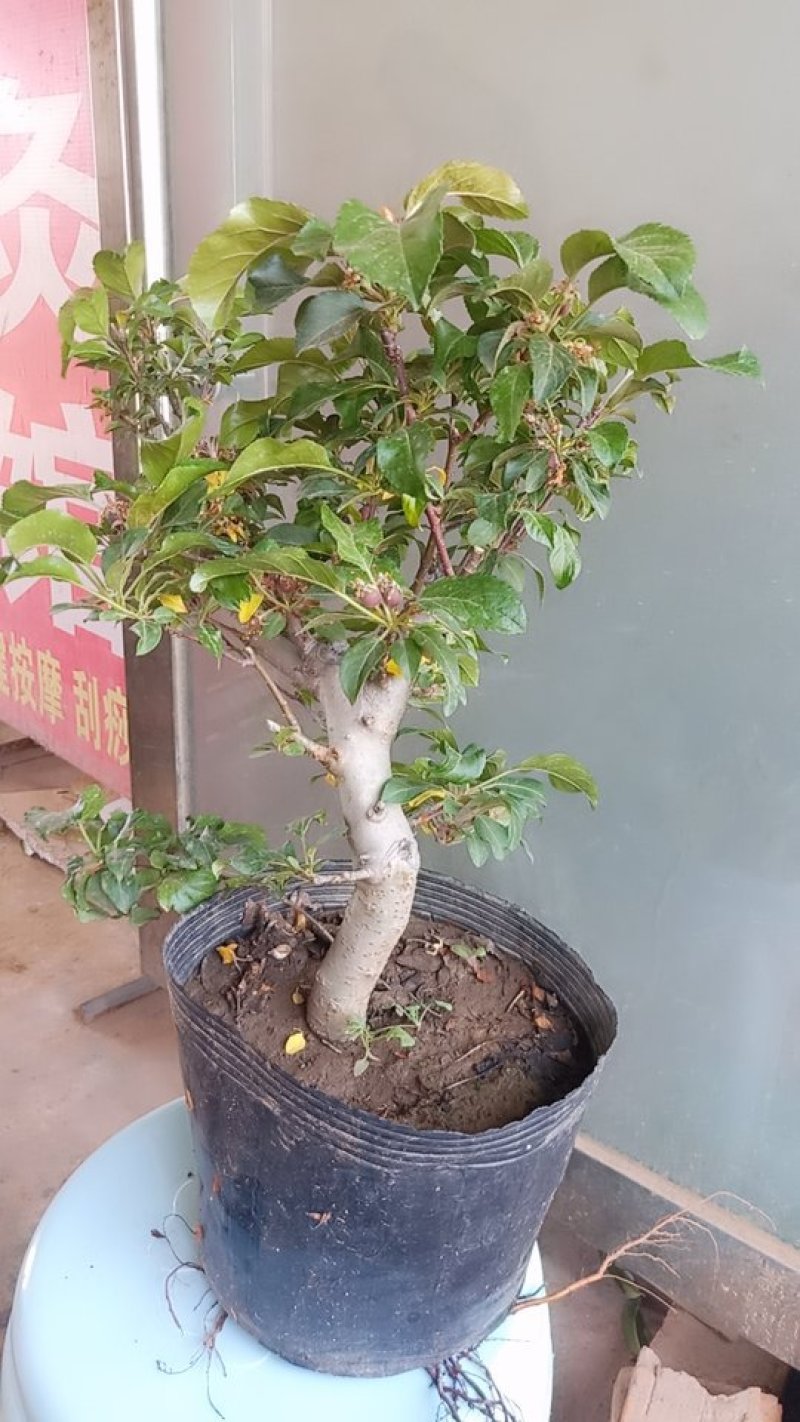 冬红果盆景果树盆栽地栽树桩树苗带果