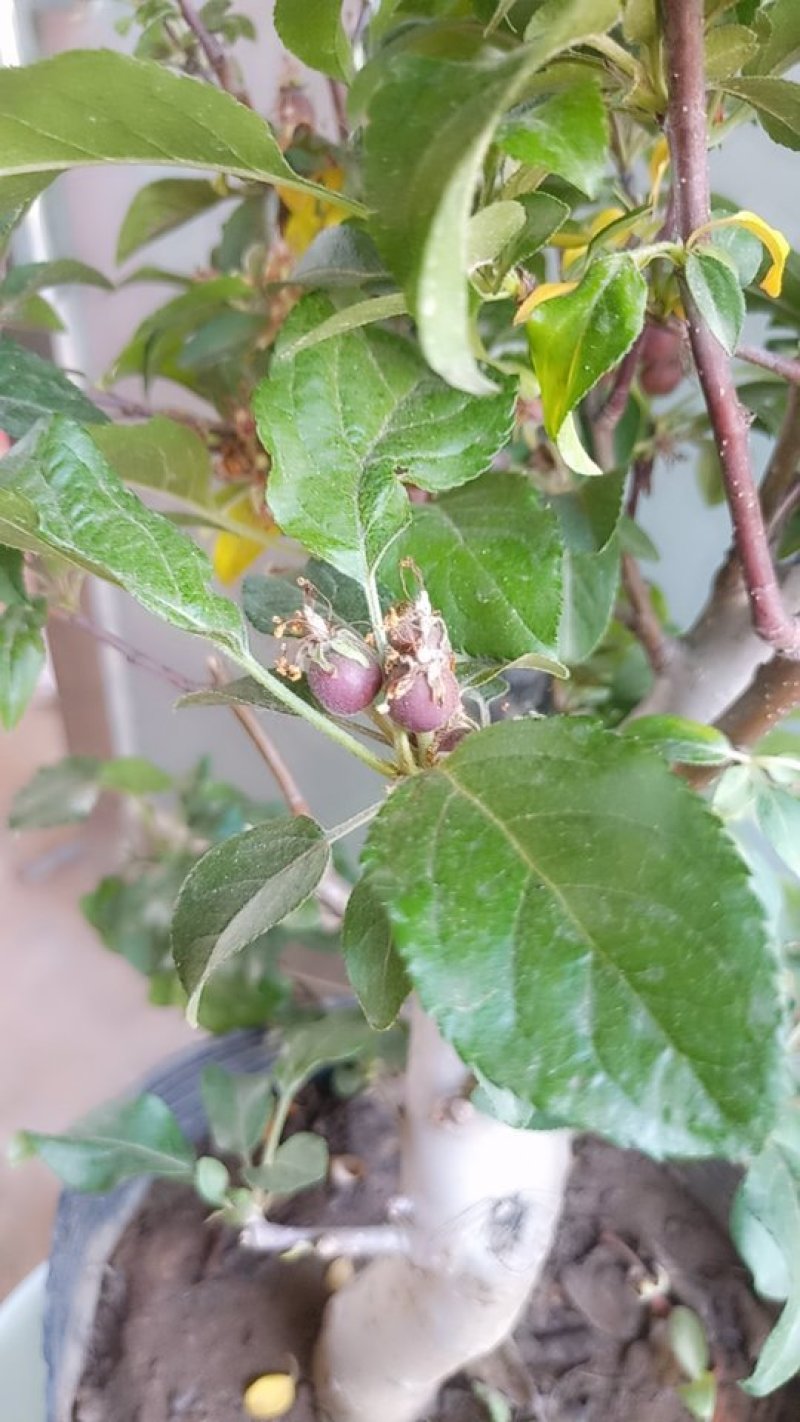 冬红果盆景果树盆栽地栽树桩树苗带果