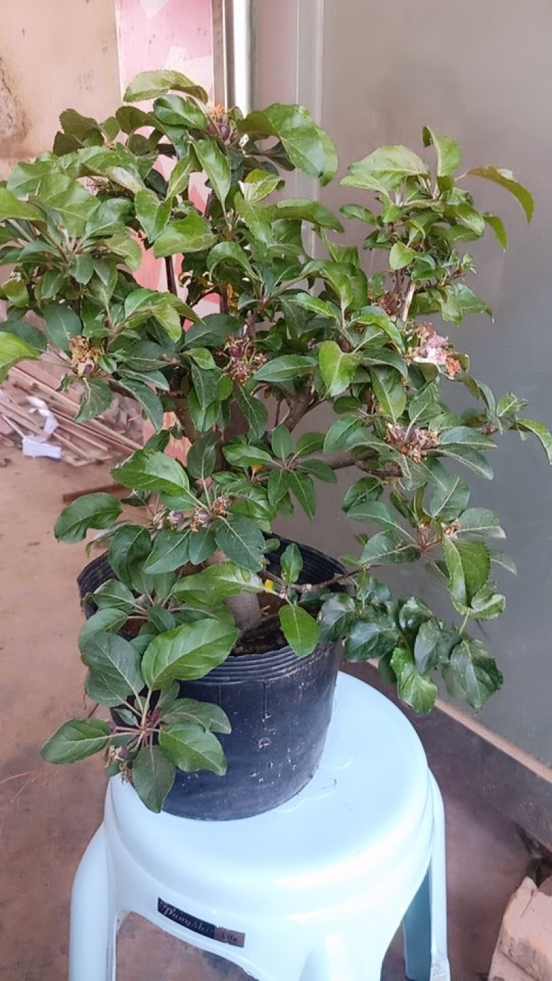 冬红果盆景果树盆栽地栽树桩树苗带果