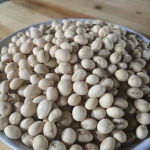 天门市早黄豆，豆浆黄豆，豆腐黄豆。
