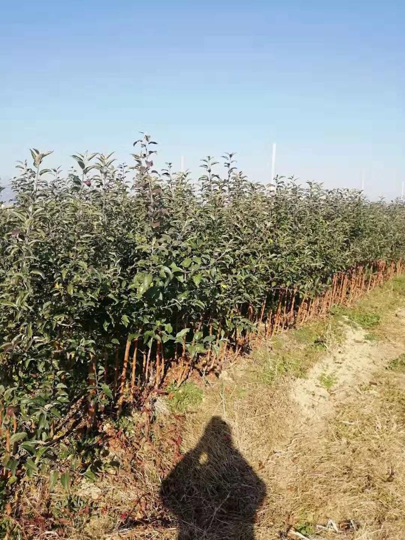维纳斯黄金苹果正品精品树苗原产地直供品种纯正包活