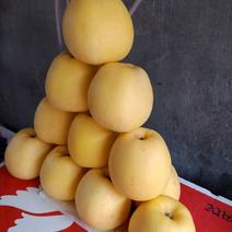 维纳斯黄金苹果正品精品树苗原产地直供品种纯正包活