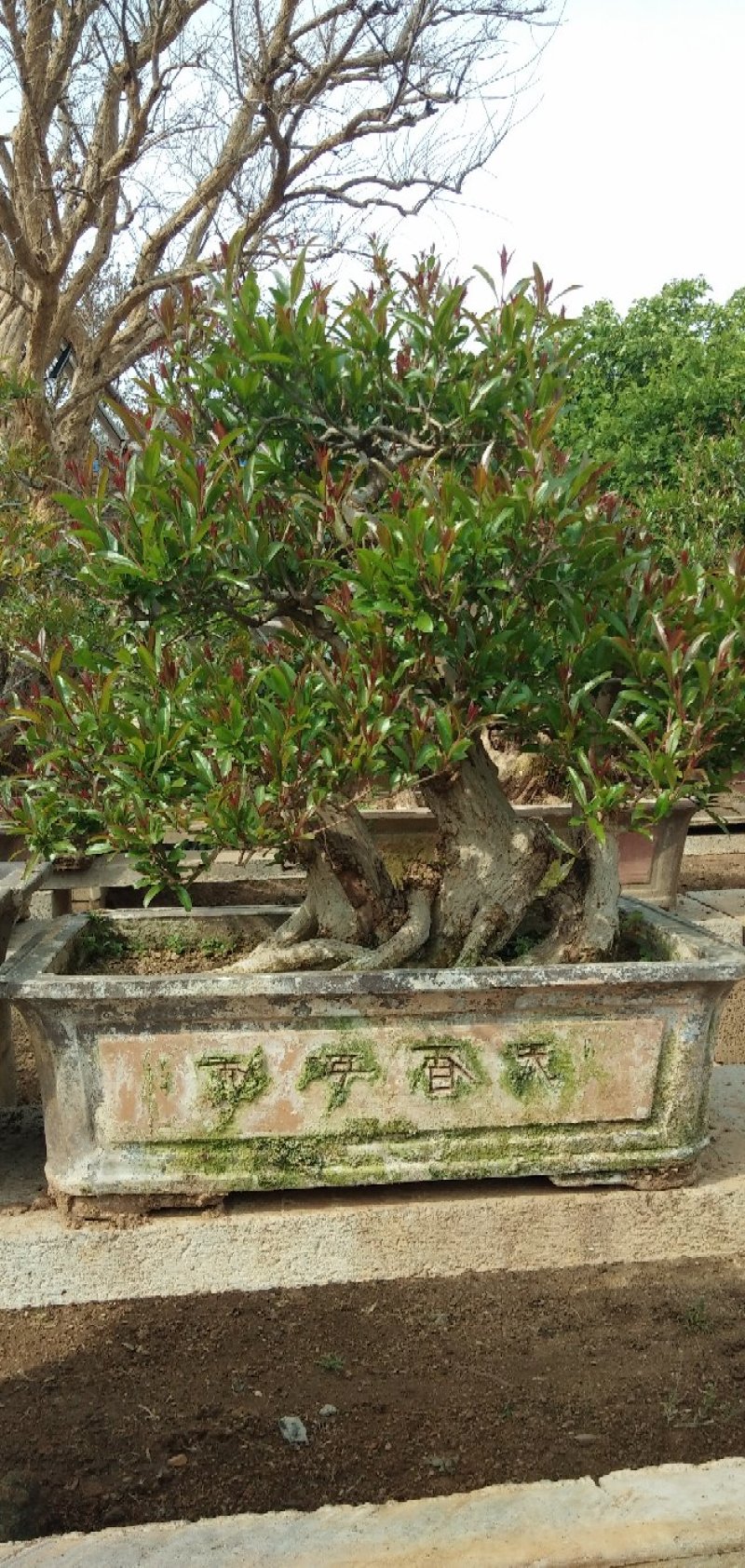 石榴盆景