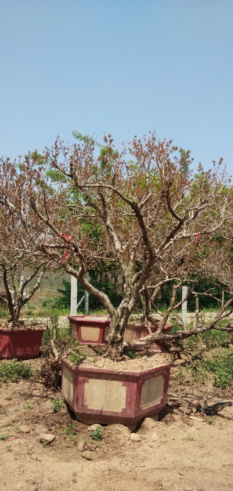 石榴树
