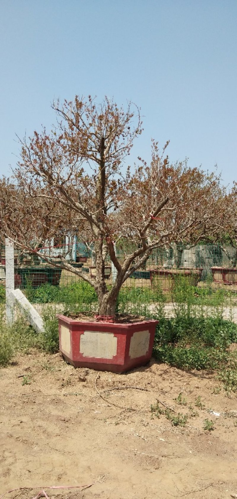 石榴树