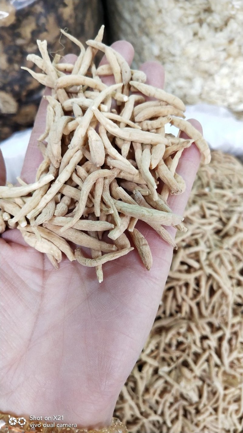 太子参孩儿参现货大量批发24小时发货不包邮