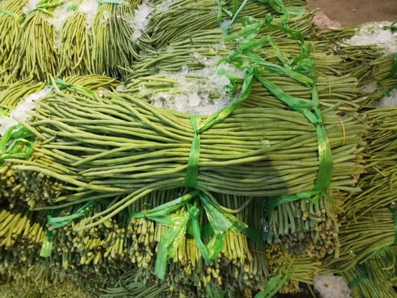 豆角青瓜苦瓜茄子香芋南瓜产地直销支持批发6月份上市