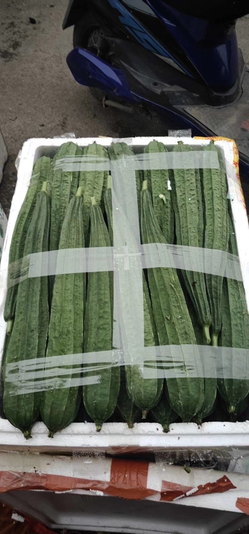 丝瓜6月份上市产地直供丝瓜苦瓜豆角青瓜香芋